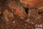 上杭江西发现蜘蛛新物种 为研究呵叻蛛属适应区域提供依据