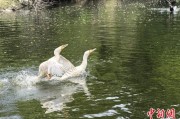 上杭吉林：罕见白鸬鹚连续两年“故地重游”